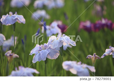 大牟田市 甘木 花菖蒲、 大牟田市 甘木 花菖蒲、 78279001