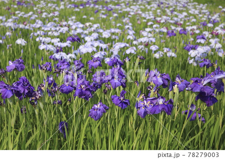 大牟田市 甘木 花菖蒲、 大牟田市 甘木 花菖蒲、 78279003