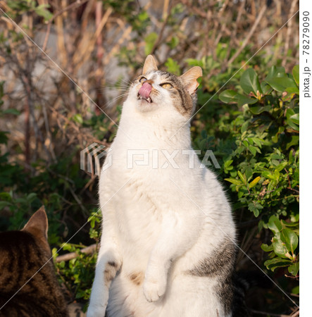 上が気になる猫 78279090