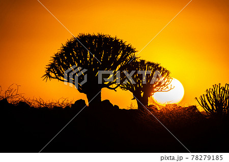 Quivertree infront of the rising sun in Namibia 78279185