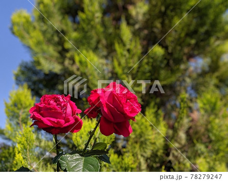 薔薇の花 薔薇の花 78279247