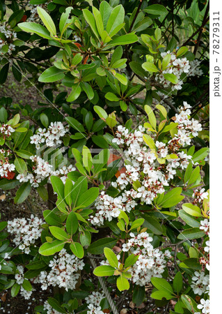 公園で見つけた植物　緑　新緑 78279311