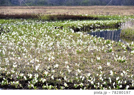 尾瀬湿原の水芭蕉 尾瀬湿原の水芭蕉 78280197