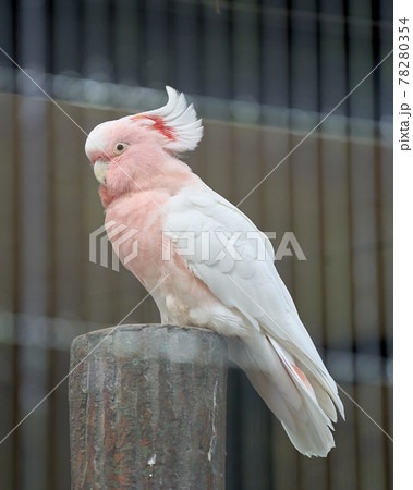 木の上にとまっているクルマサカオウム(横から) 木の上にとまっているクルマサカオウム(横から) 78280354