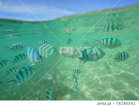 沖縄の美しい海を泳ぐ熱帯の魚の写真素材