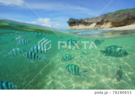 沖縄の美しい海を泳ぐ熱帯の魚の写真素材