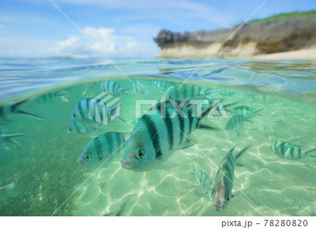 沖縄の美しい海を泳ぐ熱帯の魚の写真素材 7800