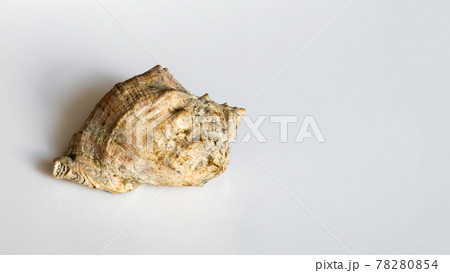 Seashell on a light background close up 78280854
