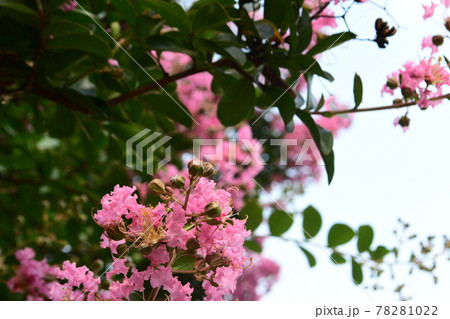 百日紅の花 78281022