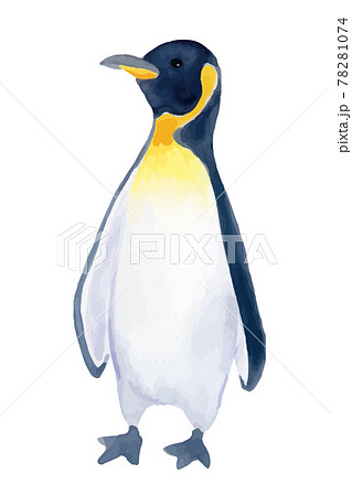 皇帝ペンギンの水彩イラストのイラスト素材
