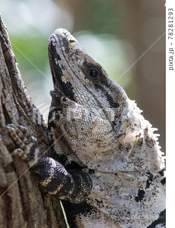 Portrait of large wild iguana rests on stones in the shade on a sunny day in the ruins of the ancient Mayan city Tulum. Mexico 78281293