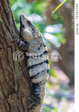 Portrait of large wild iguana rests on stones in the shade on a sunny day in the ruins of the ancient Mayan city Tulum. Mexico 78281294