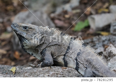 Portrait of large wild iguana rests on stones in the shade on a sunny day in the ruins of the ancient Mayan city Tulum. Mexico 78281295