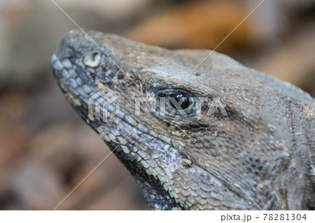Portrait of large wild iguana rests on stones in the shade on a sunny day in the ruins of the ancient Mayan city Tulum. Mexico 78281304