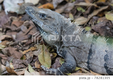 Portrait of large wild iguana rests on stones in the shade on a sunny day in the ruins of the ancient Mayan city Tulum. Mexico Portrait of large wild iguana rests on stones in the shade on a sunny day in the ruins of the ancient Mayan city Tulum. Mexico 78281305