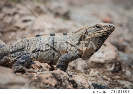 A large wild iguana rests on stones in the shade on a sunny day in the ruins of the ancient Mayan city Tulum. Mexico 78281308