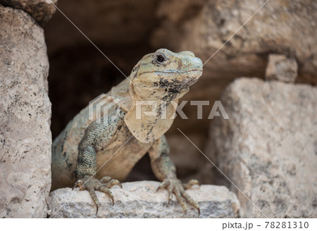 A large wild iguana rests on stones in the shade on a sunny day in the ruins of the ancient Mayan city Tulum. Mexico 78281310