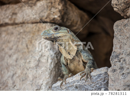 A large wild iguana rests on stones in the shade on a sunny day in the ruins of the ancient Mayan city Tulum. Mexico A large wild iguana rests on stones in the shade on a sunny day in the ruins of the ancient Mayan city Tulum. Mexico 78281311
