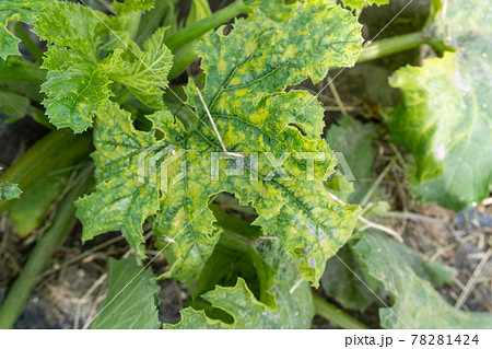 モザイク病にかかったズッキーニの葉 78281424