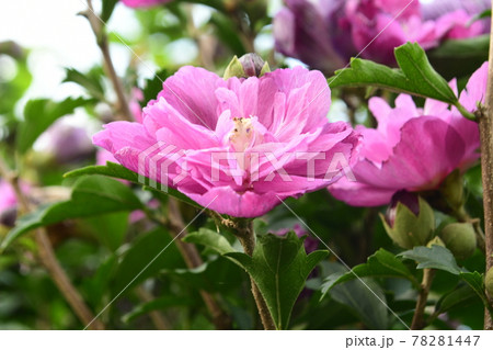 木槿の花　上向き 78281447
