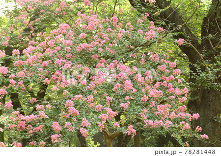 百日紅の花 百日紅の花 78281448