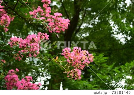 百日紅の花 78281449