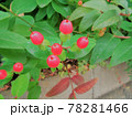 鮮やかな赤色のヒペリカムの実 78281466