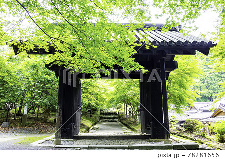 初夏の新緑が美しい秋月城跡　黒門 78281656
