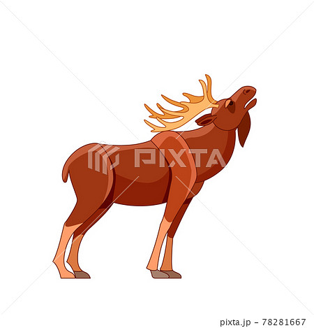 Bull elk bugling during fall mating season. Wildlife scene with moose. Cartoon character vector flat illustration isolated on white background Bull elk bugling during fall mating season. Wildlife scene with moose. Cartoon character vector flat illustration isolated on white background 78281667