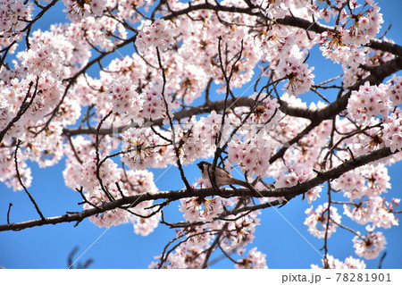 青空と桜とスズメ 青空と桜とスズメ 78281901