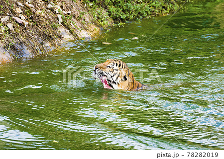 Tiger big, eating food and swimming in pool. Tiger big, eating food and swimming in pool. 78282019