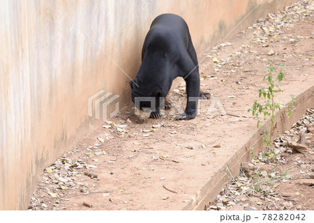 Malayan sun bear are walking relax on the rock. 78282042