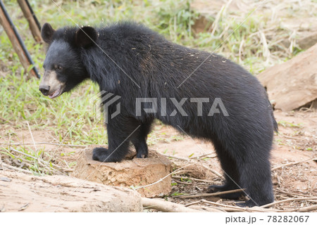 Asiatic black bear, Live in the forest with abundant and cool weather,In East Asia. 78282067