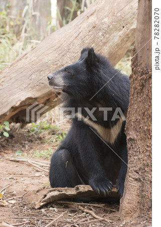 Asiatic black bear, Live in the forest with abundant and cool weather,In East Asia. Asiatic black bear, Live in the forest with abundant and cool weather,In East Asia. 78282070