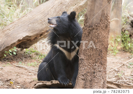 Asiatic black bear, Live in the forest with abundant and cool weather,In East Asia. 78282075