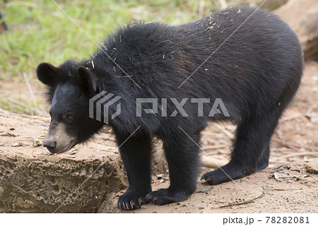Asiatic black bear, Live in the forest with abundant and cool weather,In East Asia. 78282081