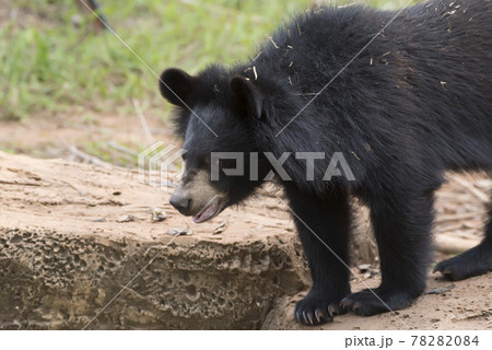 Asiatic black bear, Live in the forest with abundant and cool weather,In East Asia. 78282084