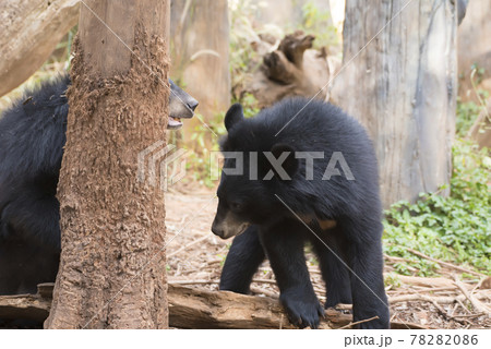 Asiatic black bear, Live in the forest with abundant and cool weather,In East Asia. Asiatic black bear, Live in the forest with abundant and cool weather,In East Asia. 78282086
