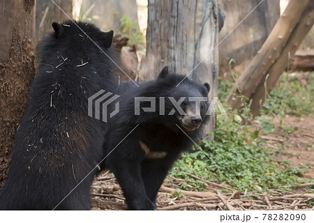 Asiatic black bear, Live in the forest with abundant and cool weather,In East Asia. 78282090