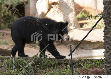 Asiatic black bear, Live in the forest with abundant and cool weather,In East Asia. 78282094