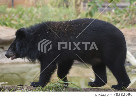 Asiatic black bear, Live in the forest with abundant and cool weather,In East Asia. 78282096