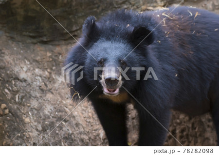 Asiatic black bear, Live in the forest with abundant and cool weather,In East Asia. 78282098