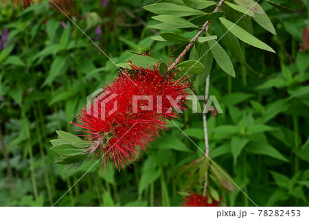 カリステモン　スプレンデス　ブラシノキ 78282453