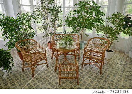 Wicker chairs and table. Natural rattan furniture and flower pots in a sunny living room. 78282458