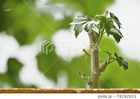 酔芙蓉　挿し木イメージ （ fix撮影 ） 78282631