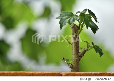 酔芙蓉　挿し木イメージ （ fix撮影 ） 78282632