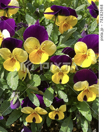 パンジー 78282668