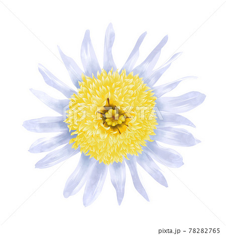 淡い色の丁子咲きのキク科の花単体　線画なし 78282765