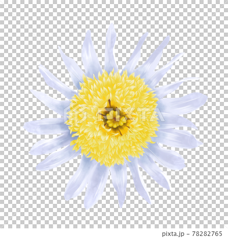 淡い色の丁子咲きのキク科の花単体　線画なし 78282765