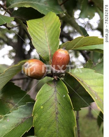 どんぐり 78282878